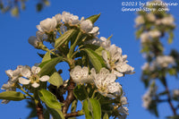 An original premium quality art print of Pear Branch in Bloom Against Blue Sky for sale by Brandywine General Store