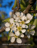 An original premium quality art print of Pear Tree Blossoms on Branch for sale by Brandywine General Store