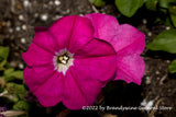 A premium quality art print of Petunias in Pink the front and back