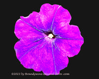 An archival art print of Petunia in Fluorescent Purple at midnight