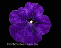 An archival art print of Petunia in Purple in the Country at Dark