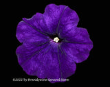 An archival art print of Petunia in Purple in the Country at Dark