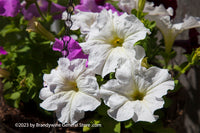 An original premium quality art print of Petunias a Trifecta of Whites for sale by Brandywine General Store