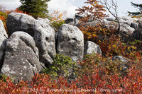 An original premium quality art print of Pillared Rocks Behind Red Blueberry bushes in Dolly Sods WV for sale by Brandywine General Store