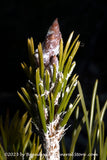 An original premium quality art print of Heart of an Upright Pine Branch