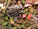 An original premium quality art print of Pine Cone Nestled in Needles and Red Plants for sale by Brandywine General Store