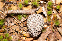 An original premium quality art print of a Pine Cone on Branch Surrounded by Green Sprouts