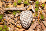 An original premium quality art print of a Pine Cone on Branch Surrounded by Green Sprouts