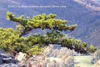 An original premium quality art print of Pine Tree Hanging over the Valley for sale by Brandywine General Store