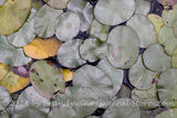 An original premium quality art print of Pond Lilies Narrow Leaf Variety at NCU Gardens for sale by Brandywine General Store