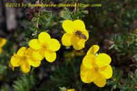 An original premium quality art print of Potentilla Floating Blooms with a Bee for sale by Brandywine General Store