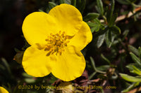 An original premium quality art print of Potentilla a Single Yellow Bloom on Long Stem for sale by Brandywine General Store