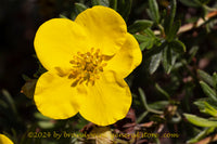 An art print of Potentilla a Single Yellow Bloom on Long Stem