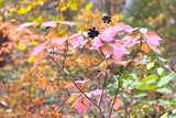 An original premium quality art print of Purple Berries Surrounded by Fall Colors for sale by Brandywine General Store