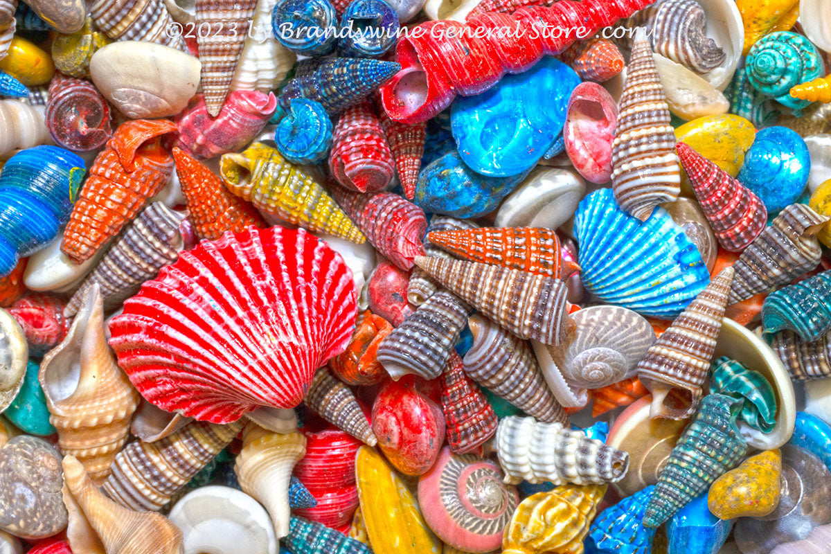 Small Seashells for Sale - Sea Shell Crafts - California Seashell