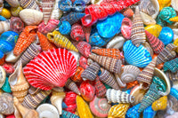 An original premium quality art print of Rainbow of Painted Sea Shells for sale by Brandywine General Store