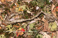 An original premium quality art print of Rattlesnake Skin Found in the Woods of Autumn for sale by Brandywine General Store