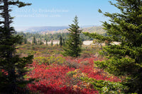 An original premium quality art print of Red Blueberry Bushes Surrounded by Three Spruce Trees in Dolly Sods WV for sale by Brandywine General Store