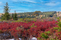 An original premium quality art print of Red Bushes and Small Spruce on Dolly Sods