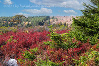 An original premium quality art print of Red Blueberry Bushes and Heath Bog at Dolly Sods WV for sale by Brandywine General Store