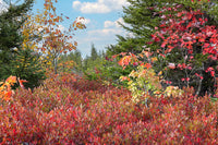 An original premium quality art print of Red Huckleberry Bushes and Maples by Spruce Trees in Dolly Sods WV for sale by Brandywine General Store