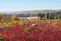 An original premium quality art print of Red, Yellow and Green Fall in Dolly Sods WV 