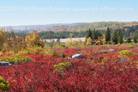 An original premium quality art print of Red, Yellow and Green Fall in Dolly Sods WV for sale by Brandywine General Store.
