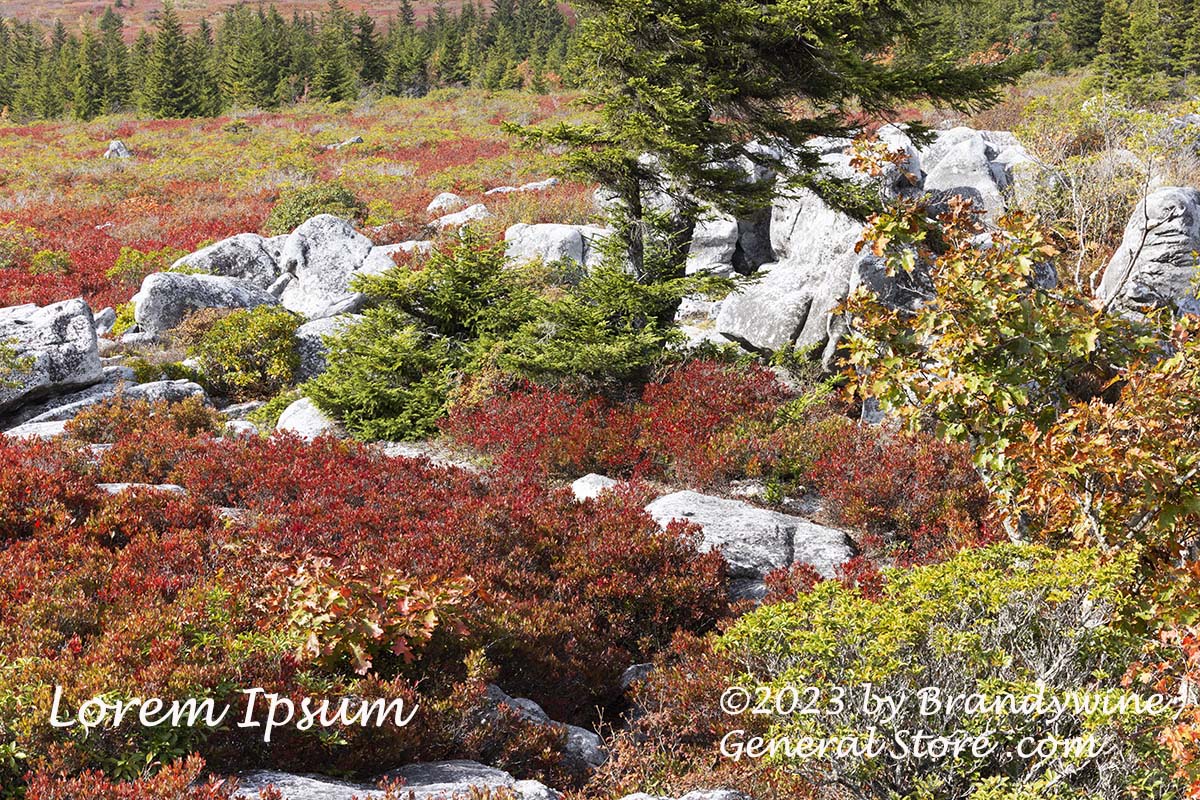 An original premium quality art print of Rock Garden with Tree Growing thru Hole in the Rock in Dolly Sods WV for sale by Brandywine General Store