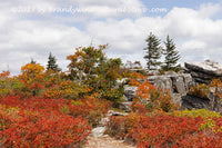 An original premium quality art print of Rock Walk to Summit of Cliff in Dolly Sods WV for sale by Brandywine General Store
