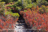 An art print of Rock Walkway into the Wilderness at Dolly Sods WV