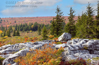 An original premium quality art print of Rocky Landscape in Front of Sphagnum Moss Plain in Dolly Sods WV for sale by Brandywine General Store