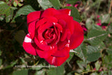 An original premium quality art print of Rose a Red Bloom with White Streaks