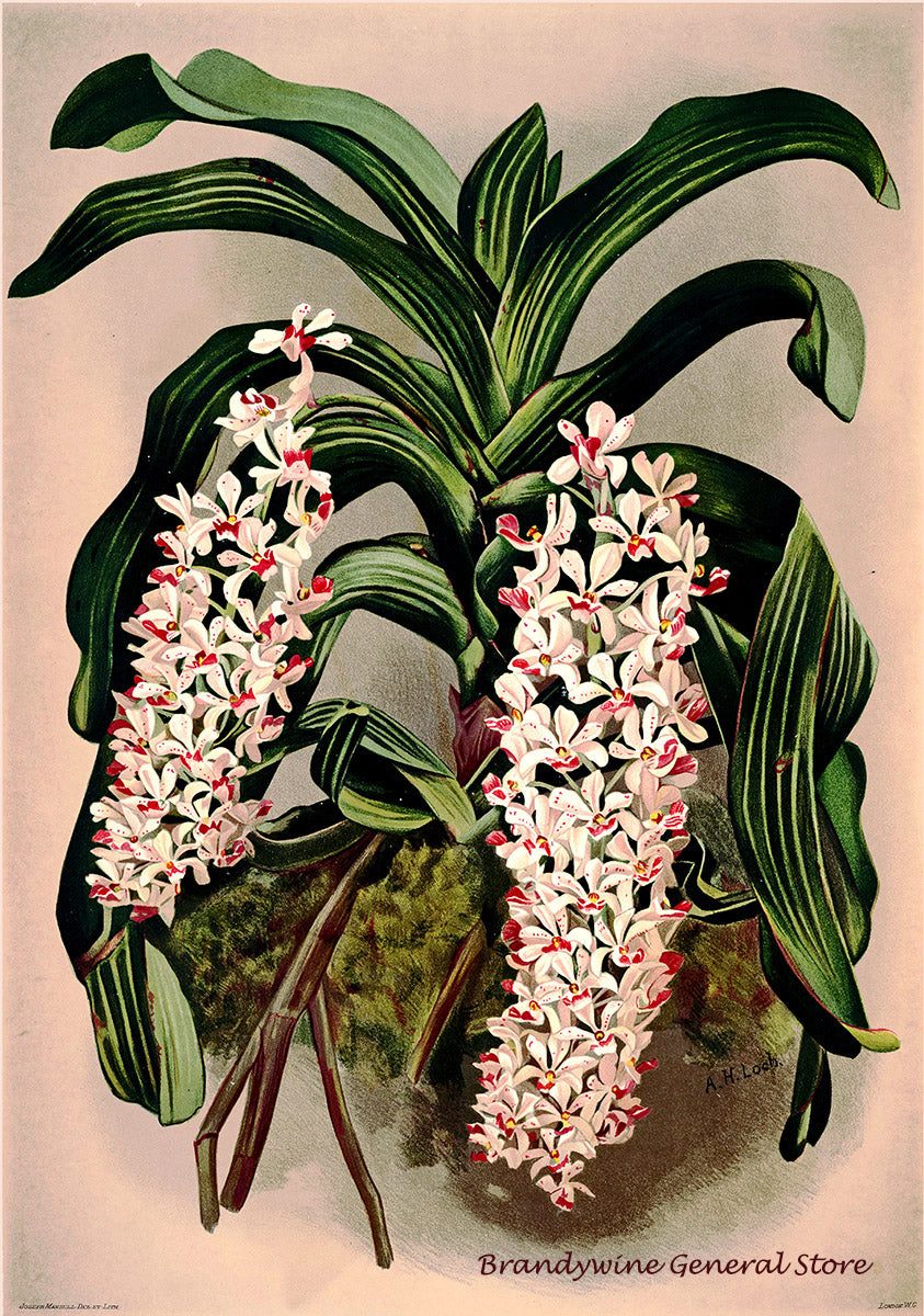 An archival premium Quality Botanical Print of the Saccolabium Giganteum Orchid by Frederick Sander for sale by Brandywine General Store