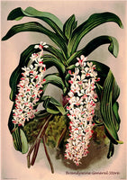 An archival premium Quality Botanical Print of the Saccolabium Giganteum Orchid by Frederick Sander for sale by Brandywine General Store
