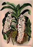 An archival premium Quality Botanical Print of the Saccolabium Giganteum Orchid by Frederick Sander for sale by Brandywine General Store