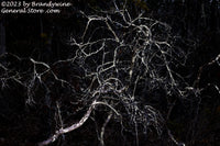 An original premium quality art print of Scary Tree in the Deep Dark Wood for sale by Brandywine General Store