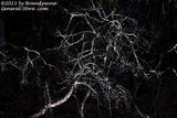 An original premium quality art print of Scary Tree in the Deep Dark Wood