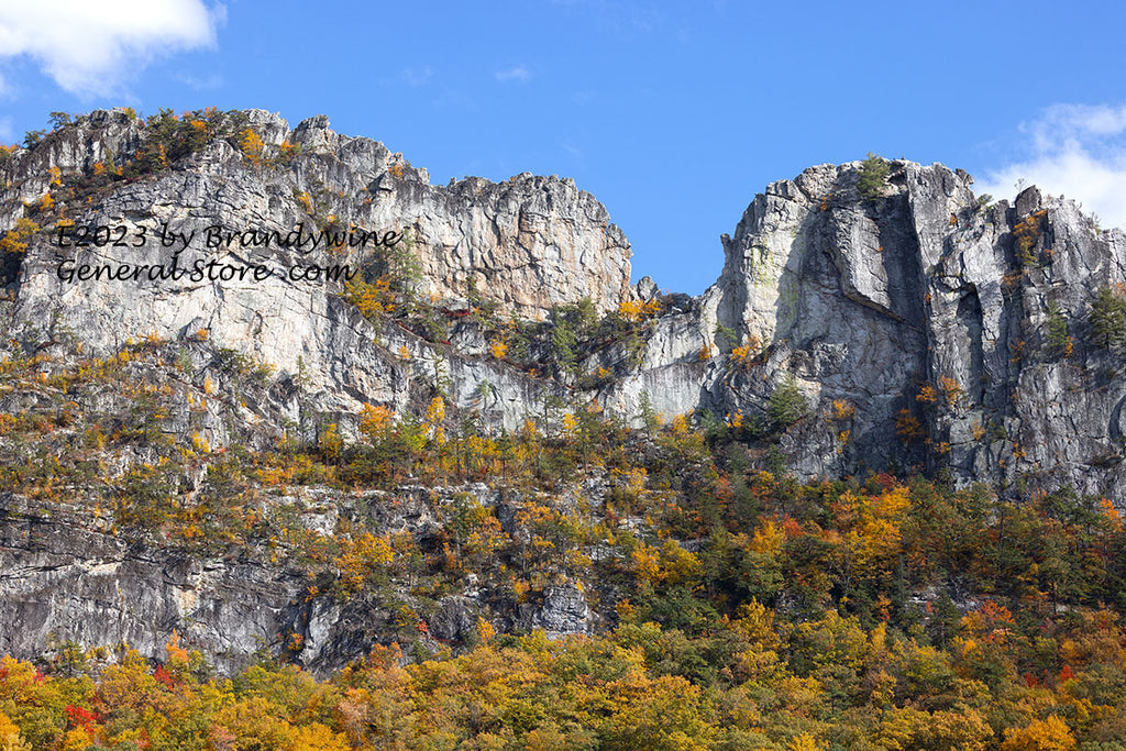 Close Up of Seneca Rocks with Fall Leaves art print | Brandywine ...