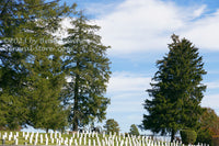 An original premium quality art print of Soldier's Headstones and Tall Evergreens in Gettysburg National Cemetery for sale by Brandywine General Store
