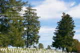 An original premium quality art print of Soldier's Headstones and Tall Evergreens in Gettysburg National Cemetery for sale by Brandywine General Store