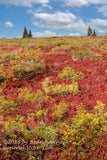 An original premium quality art print of Spruce Twins on Top of Fall Colored Hill
