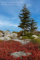 An art print of Two Flagged Spruce on Cliff Top at Bear Rock Preserve in Dolly Sods WV