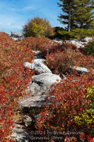 An original premium quality art print of Stairway to Heaven thru Red Blueberry Bushes for sale by Brandywine General Store