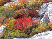 A premium quality botanical art print of Sunken Garden Bed in Dolly Sods WV for sale by Brandywine General Store