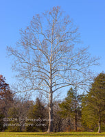 An original premium quality art print of Sycamore Tree in Manassas Battlefield at the Stone Bridge for sale by Brandywine General Store