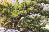 An original art print of Table Top Pine on top of Seneca Rocks