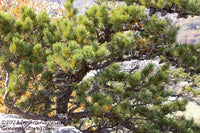 An original premium quality art print of Table Top Pine on top of Seneca Rocks for sale by Brandywine General Store