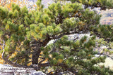 An original art print of Table Top Pine on top of Seneca Rocks