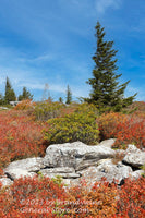 An original premium quality art print of Tall Wind Swept Spruce with Rocks and Red Bushes