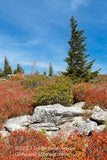 An original premium quality art print of Tall Wind Swept Spruce with Rocks and Red Bushes